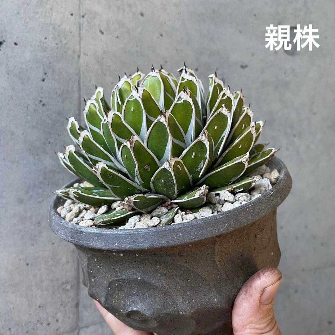 アガベ　ヴィクトリア レジーナ（笹の雪）　超短葉　子株