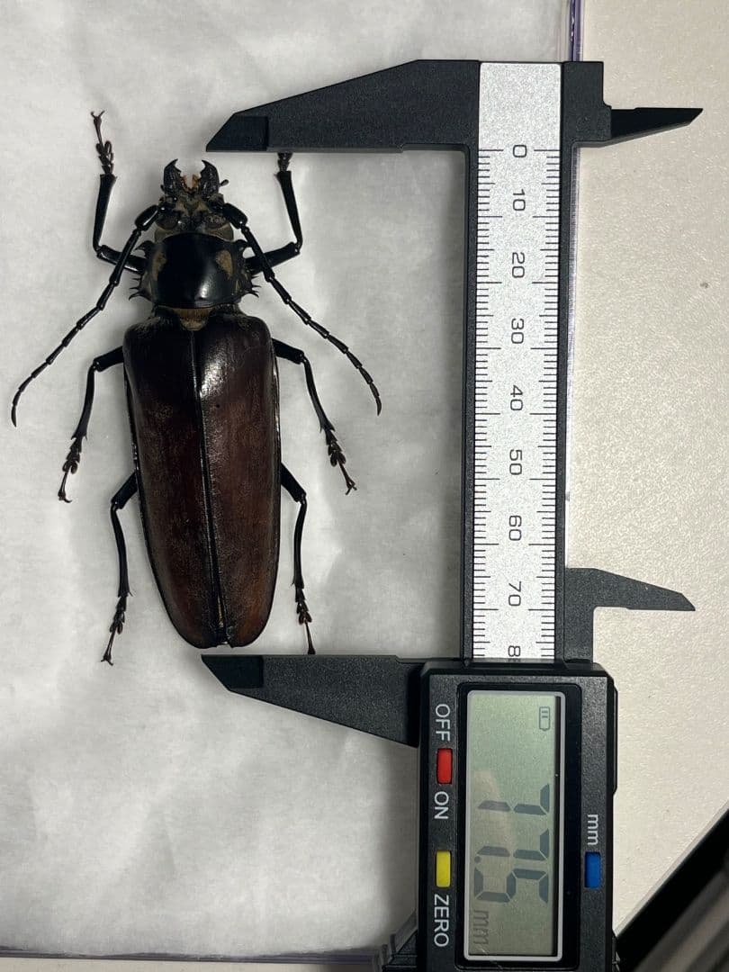 【韓国保護種】ウスリーオオキバウスバカミキリ Callipogon　標本