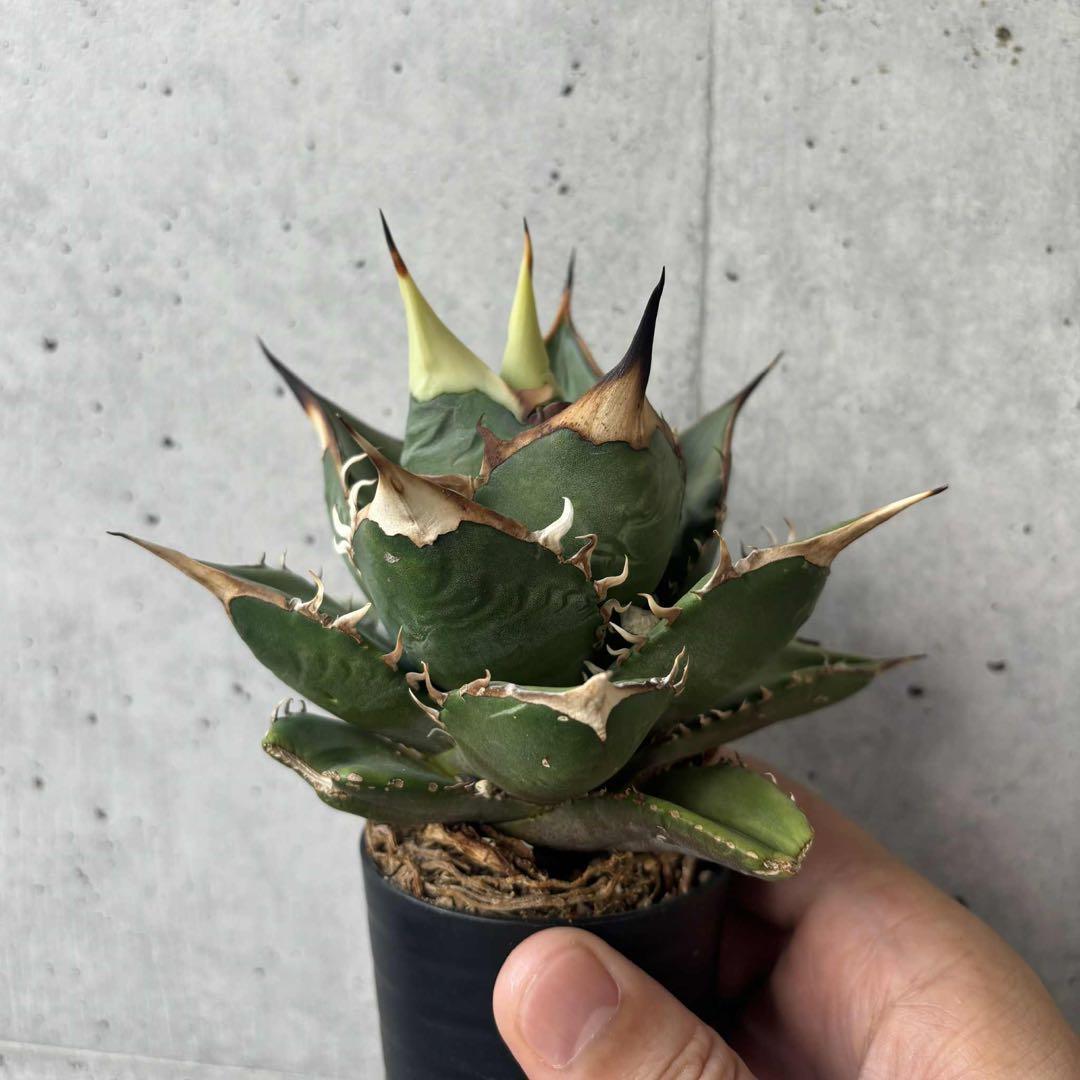 アガベ　オテロイ　北極星　子株