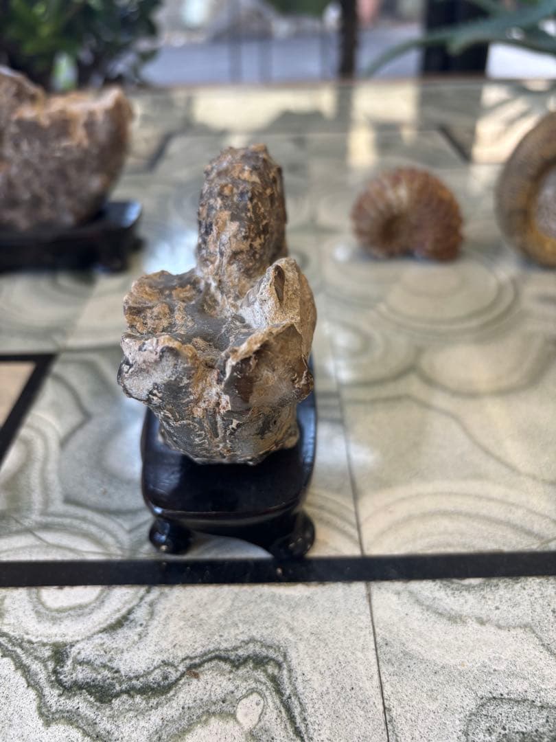 台付アンモナイト　アカントセラス　化石　鉱石　希少　インテリア