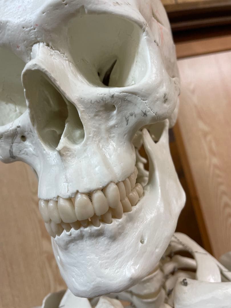 3B Scientific 人体骨格模型 直立型スタンド仕様