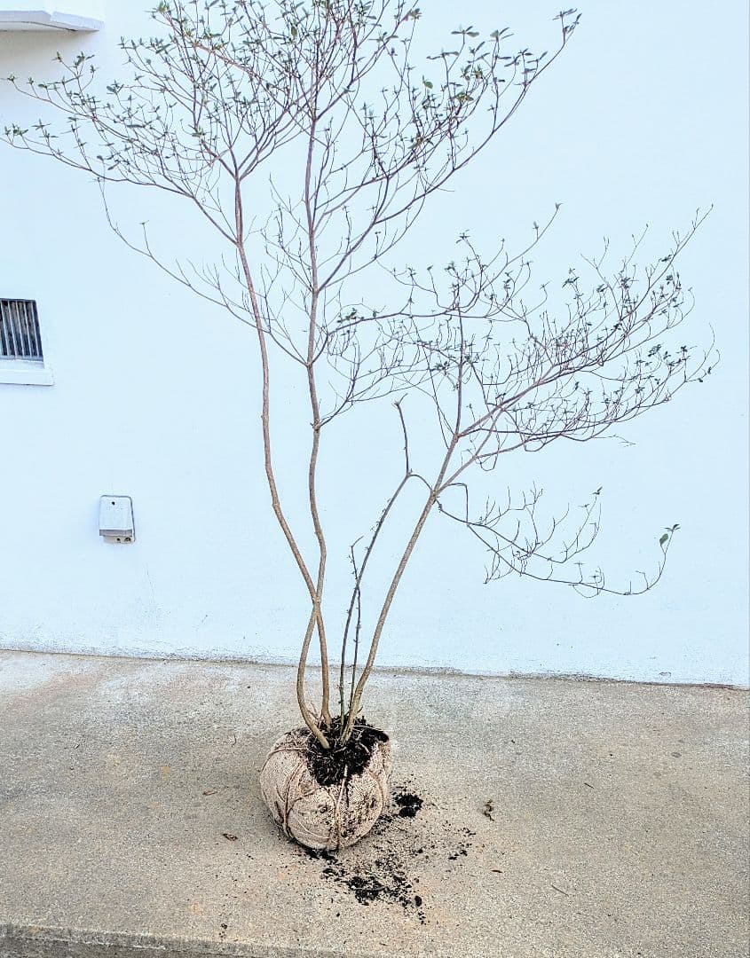 見返り美人。山採りヤマツツジ。