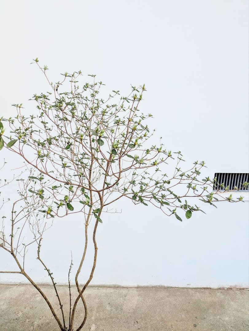 見返り美人。山採りヤマツツジ。