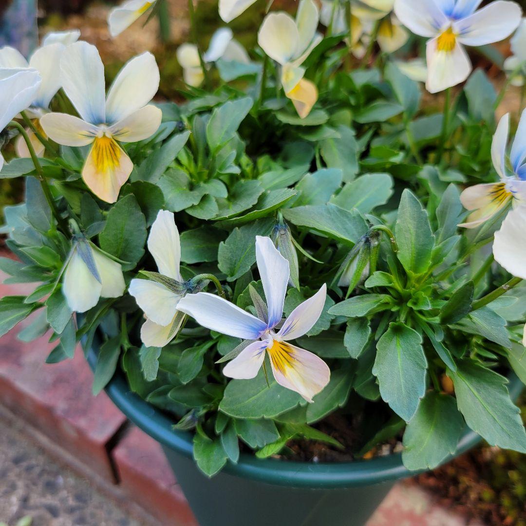 すみれ図鑑②緑青