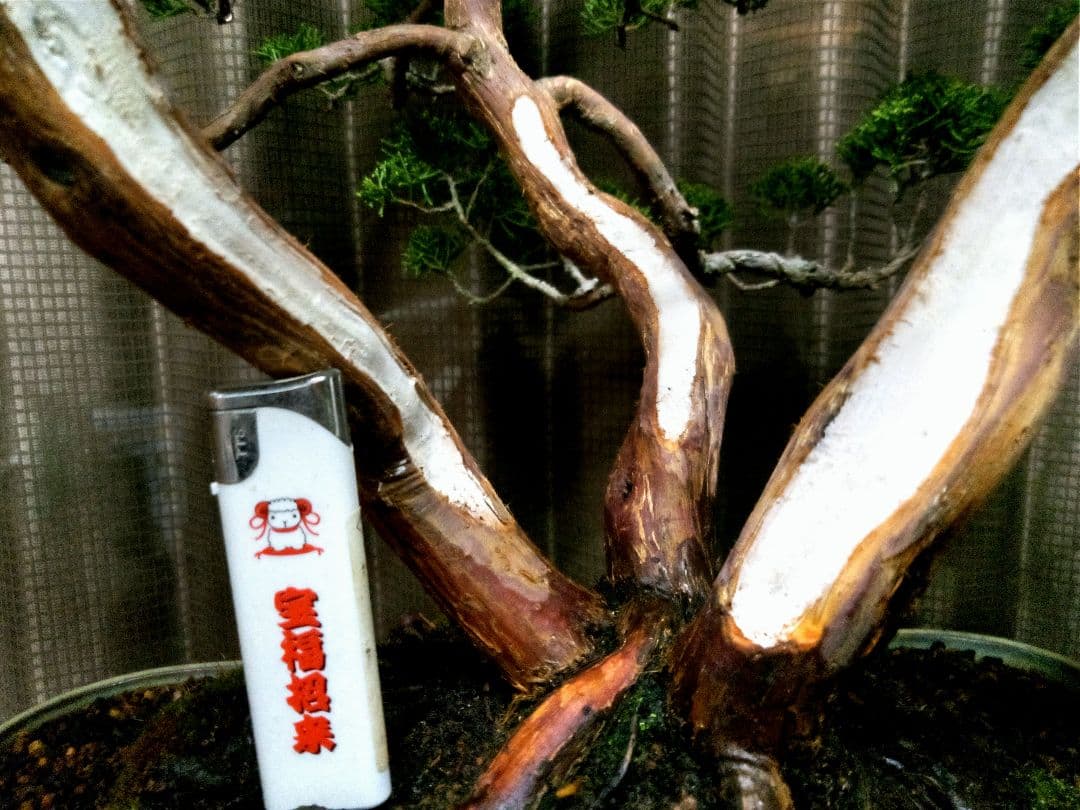 【樹齢 50年超　真柏盆栽】　　　⭕堂々たる一品です❗