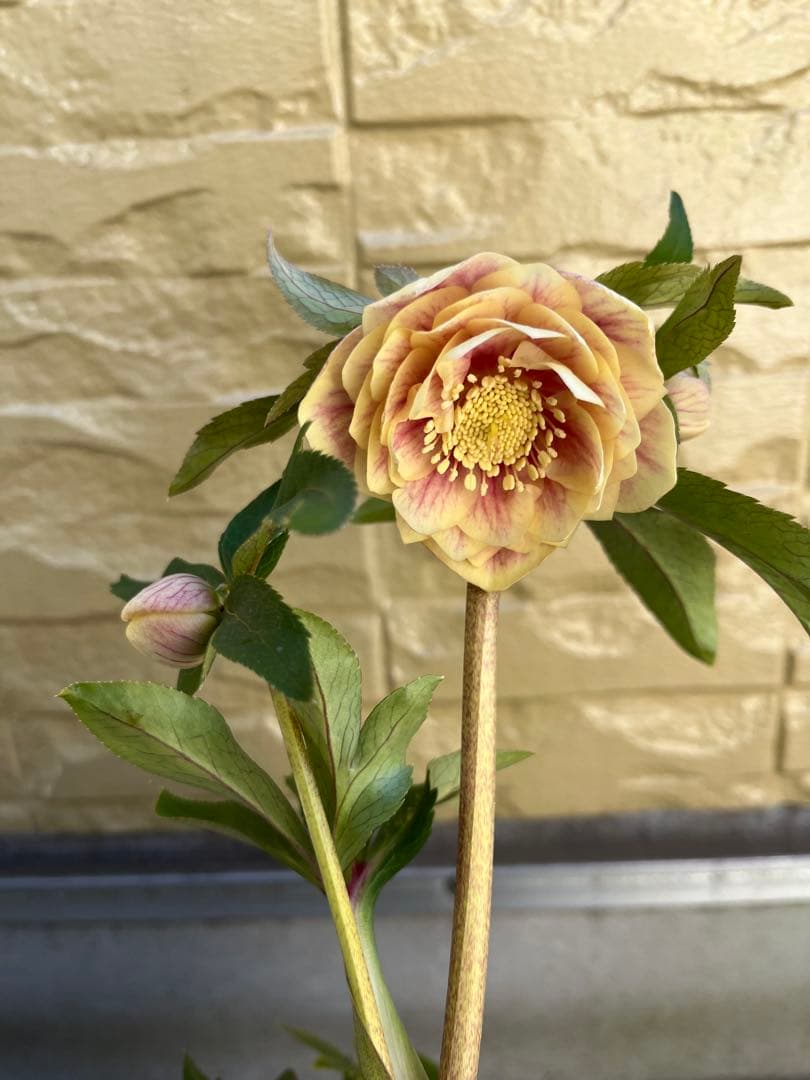 ご予約品　その2