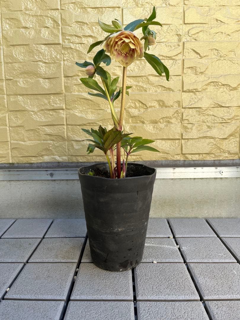 ご予約品　その2