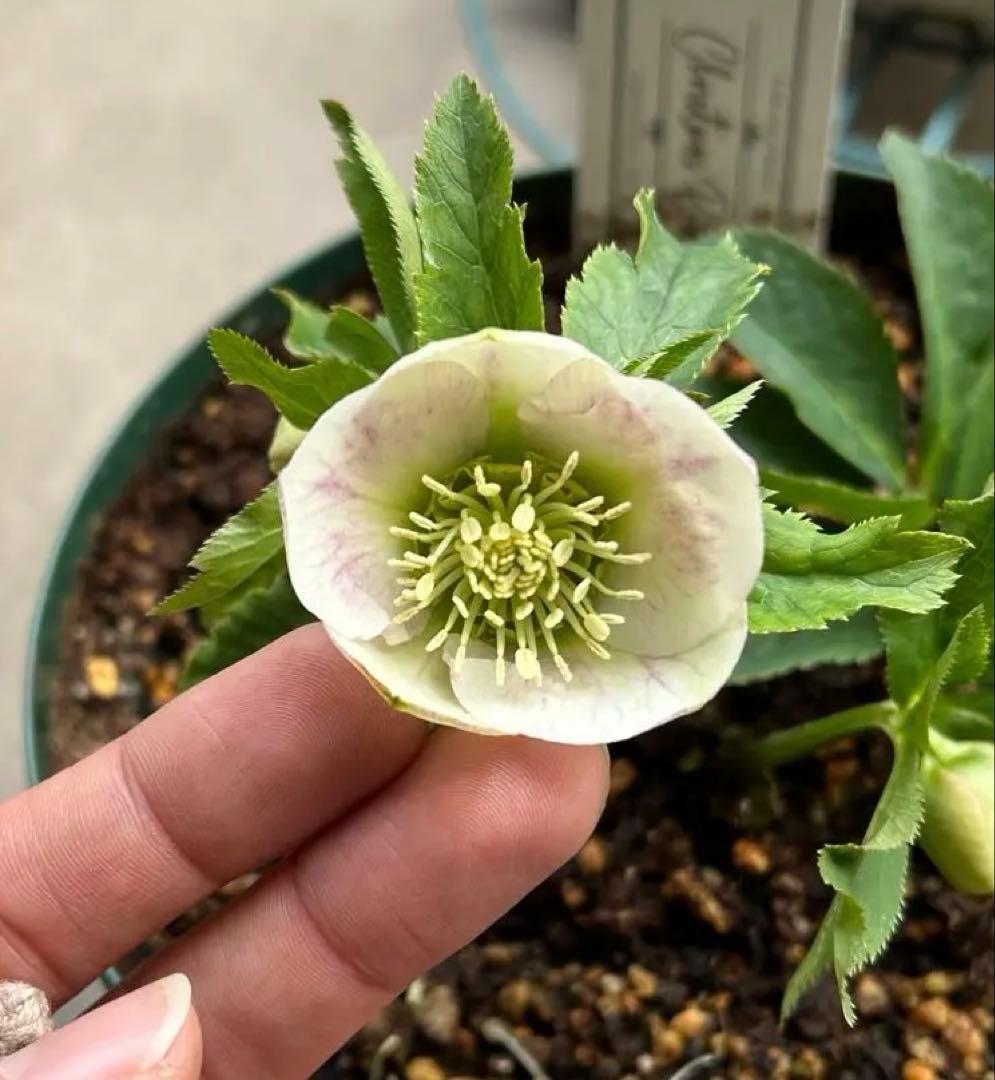 たぬき。　大和園　パステリッシュストレイン　6号　未株分け