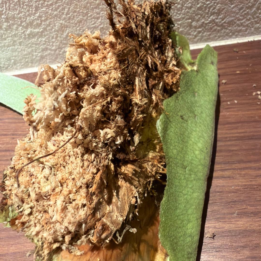 ビカクシダ　willinckii omega