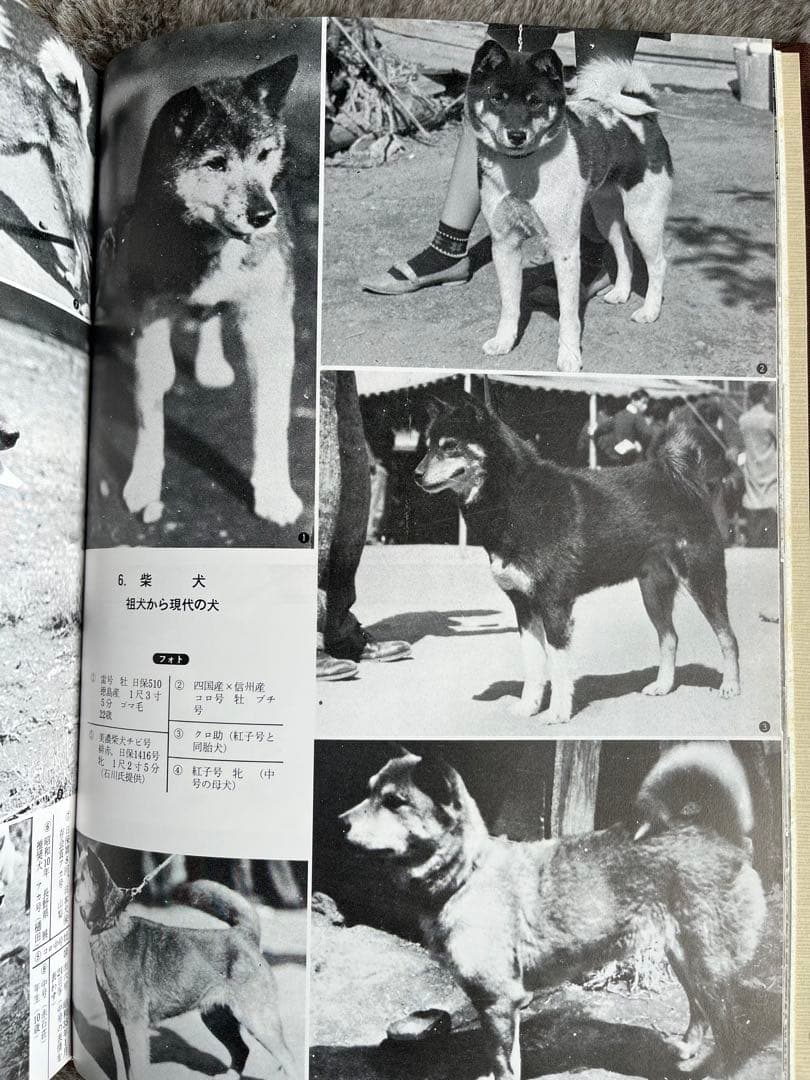 天然記念物　日本犬　（希少学術書）