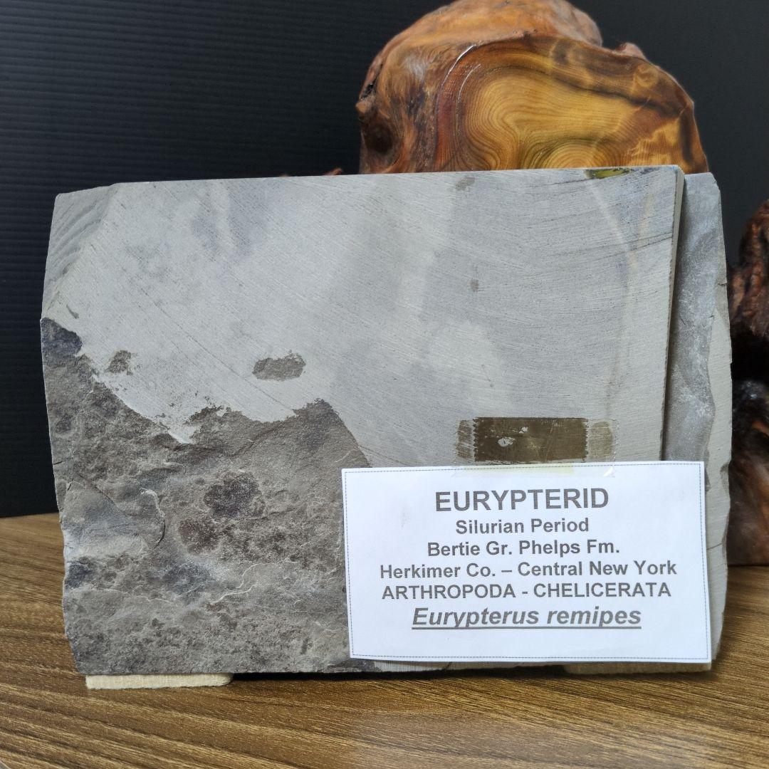 （希少）ウミサソリの化石 【2800ｇ】アメリカ・ニューヨーク州産