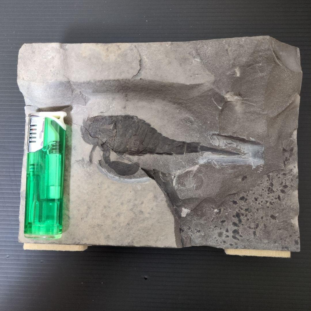 （希少）ウミサソリの化石 【2800ｇ】アメリカ・ニューヨーク州産