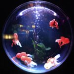 fish-bowl-846060_1920