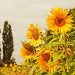 sunflowers-3623331_1920